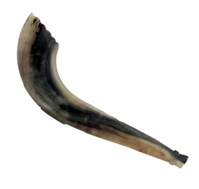 Kosher Moroccan Shofar Sz 4