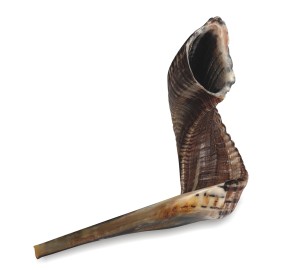 Shofar Size 5 (45-50cm)