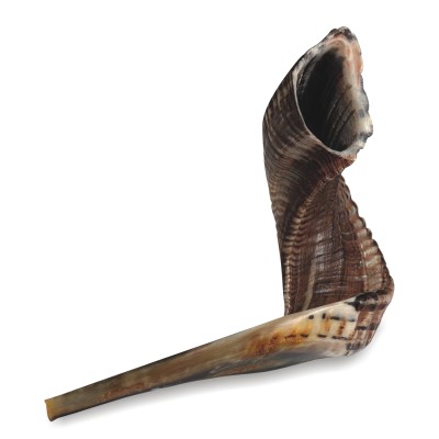 Shofar Size 5 (45-50cm)