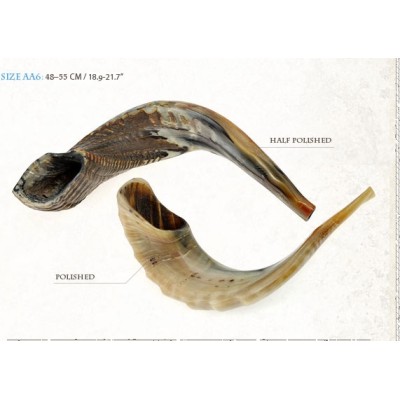 Shofar (AA6) 18.9-21.7"