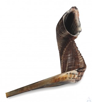 Shofar Size 4 (40-45cm)